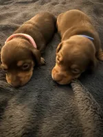 Bean , a male Miniature Dachshund for sale in Colorado Springs, CO – 5 of 5