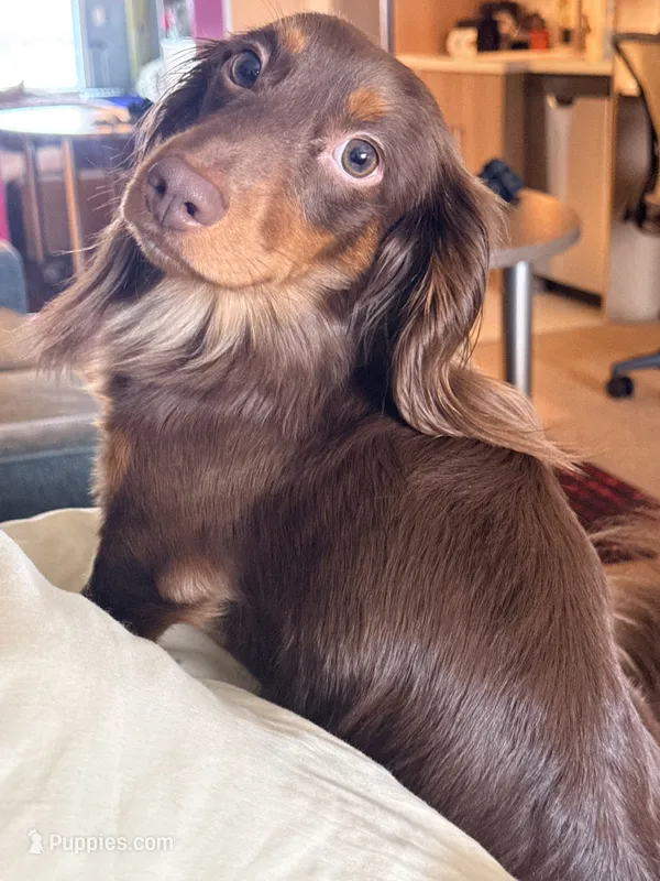 Dash  – Miniature Dachshund puppy for sale in Falling Waters, WV