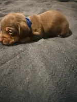 Bean , a male Miniature Dachshund for sale in Colorado Springs, CO – 3 of 5