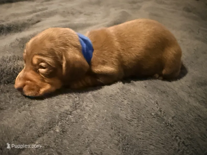 Bean  – Miniature Dachshund puppy for sale in Colorado Springs, CO