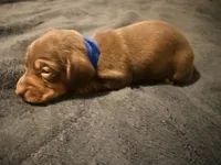 Bean , a male Miniature Dachshund for sale in Colorado Springs, CO – 1 of 5