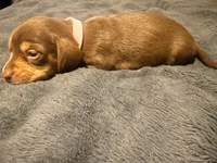 Lila, a female Miniature Dachshund for sale in Colorado Springs, CO – 8 of 8