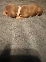 Lila, a female Miniature Dachshund for sale in Colorado Springs, CO – 7 of 8