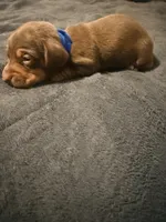 Bean , a male Miniature Dachshund for sale in Colorado Springs, CO – 2 of 5