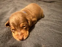Bean , a male Miniature Dachshund for sale in Colorado Springs, CO – 4 of 5