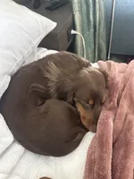 Dash , a male Miniature Dachshund for sale in Martinsburg, WV – 8 of 8