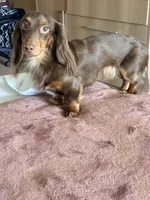 Dash , a male Miniature Dachshund for sale in Martinsburg, WV – 6 of 8
