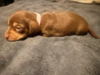 Lila, a female Miniature Dachshund for sale in Colorado Springs, CO – 5 of 8