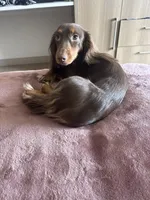 Dash , a male Miniature Dachshund for sale in Martinsburg, WV – 2 of 8