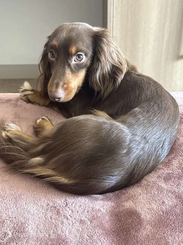 Dash  – Miniature Dachshund puppy for sale in Martinsburg, WV