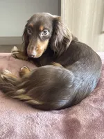 Dash , a male Miniature Dachshund for sale in Martinsburg, WV – 1 of 8