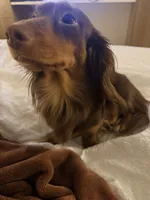 Dash , a male Miniature Dachshund for sale in Falling Waters, WV – 5 of 8
