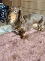 Dash , a male Miniature Dachshund for sale in Martinsburg, WV – 7 of 8