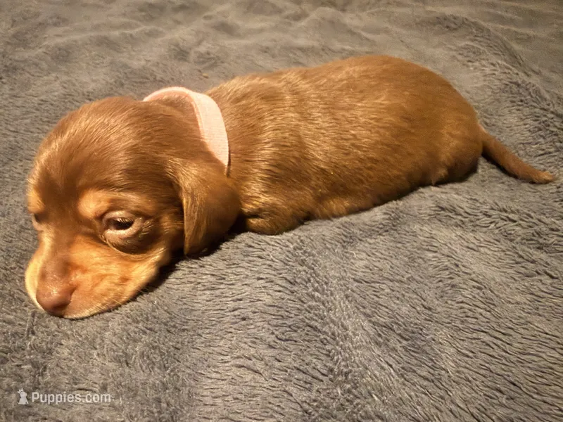 Lila – Miniature Dachshund puppy for sale in Colorado Springs, CO