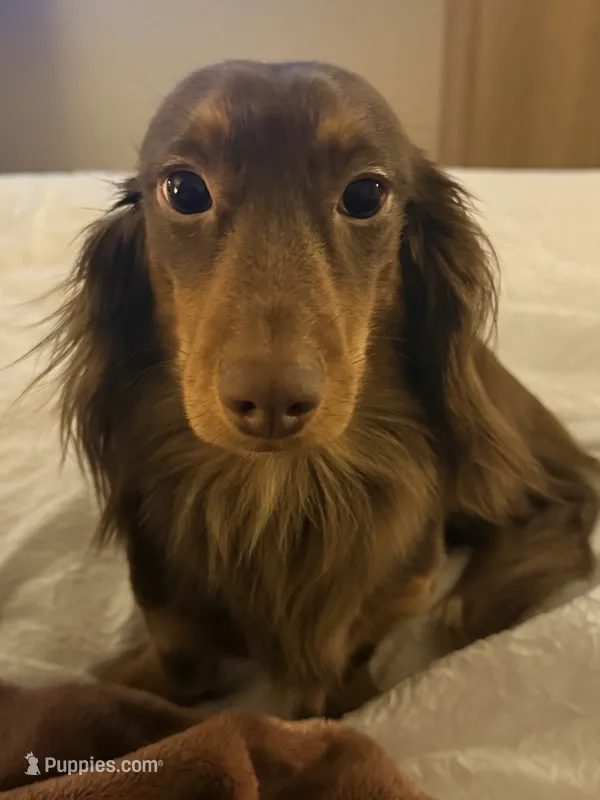 Dash  – Miniature Dachshund puppy for sale in Martinsburg, WV