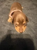Lila, a female Miniature Dachshund for sale in Colorado Springs, CO – 3 of 8