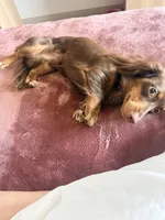 Dash , a male Miniature Dachshund for sale in Martinsburg, WV – 3 of 8