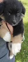 Black tri, a female Toy Australian Shepherd for sale in Russellville, MO – 2 of 10