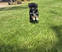 Black tri, a female Toy Australian Shepherd for sale in Russellville, MO – 5 of 10