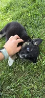 Black tri, a female Toy Australian Shepherd for sale in Russellville, MO – 7 of 10