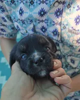 Black tri with blue eyes, a female Toy Australian Shepherd for sale in Russellville, MO – 4 of 9