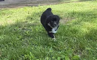 Black tri, a female Toy Australian Shepherd for sale in Russellville, MO – 3 of 10