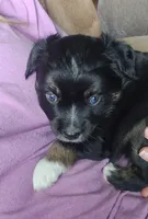 Black tri with blue eyes, a female Toy Australian Shepherd for sale in Russellville, MO – 3 of 9