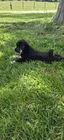 Black tri, a female Toy Australian Shepherd for sale in Russellville, MO – 6 of 10