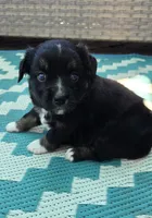 Black tri with blue eyes, a female Toy Australian Shepherd for sale in Russellville, MO – 1 of 9