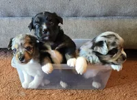 Black tri with blue eyes, a female Toy Australian Shepherd for sale in Russellville, MO – 8 of 9