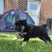 Black tri, a female Toy Australian Shepherd for sale in Russellville, MO – 9 of 10