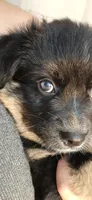 Black tri, a female Toy Australian Shepherd for sale in Russellville, MO – 10 of 10
