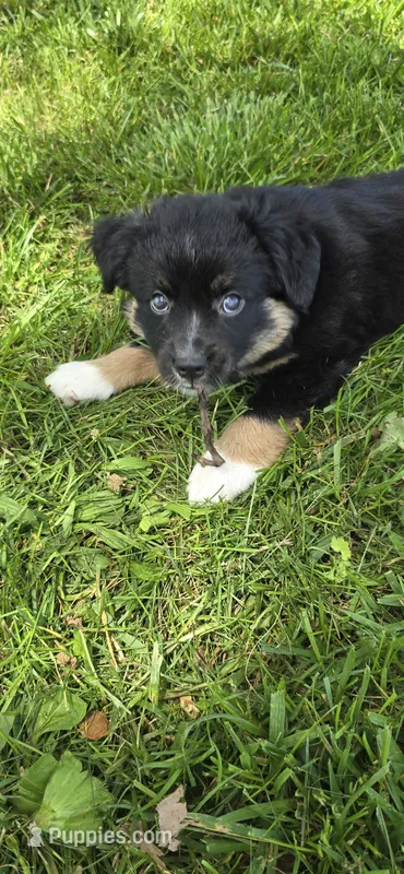 Black tri – Toy Australian Shepherd puppy for sale in Russellville, MO