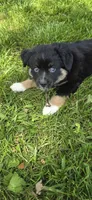 Black tri, a female Toy Australian Shepherd for sale in Russellville, MO – 1 of 10