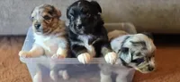 Black tri with blue eyes, a female Toy Australian Shepherd for sale in Russellville, MO – 9 of 9