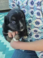 Black tri with blue eyes, a female Toy Australian Shepherd for sale in Russellville, MO – 5 of 9