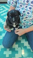 Black tri with blue eyes, a female Toy Australian Shepherd for sale in Russellville, MO – 2 of 9
