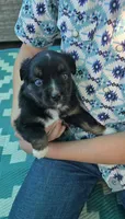 Black tri with blue eyes, a female Toy Australian Shepherd for sale in Russellville, MO – 7 of 9