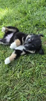 Black tri, a female Toy Australian Shepherd for sale in Russellville, MO – 8 of 10