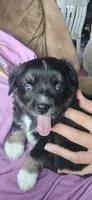 Black tri with blue eyes, a female Toy Australian Shepherd for sale in Russellville, MO – 6 of 9