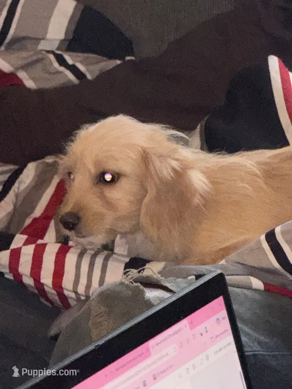 Dawn – Poodle - Miniature , Golden Irish puppy for sale in Rochester, NY