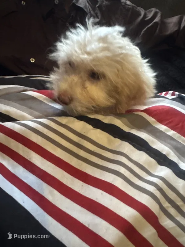 Rupert  – Poodle - Miniature , Golden Irish puppy for sale in Rochester, NY