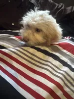 Rupert , a male Poodle - Miniature  and Golden Irish for sale in Rochester, NY – 1 of 2