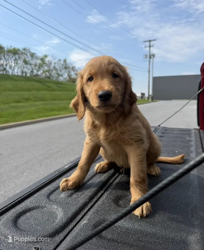 Halloween🎃  – Golden Retriever puppy for sale in Lakeland, FL