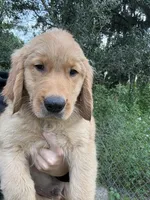 Moose 🫎 , a male Golden Retriever for sale in Lakeland, FL – 4 of 4