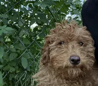 Finn, a male Miniature Goldendoodle for sale in Lakeland, FL – 3 of 3