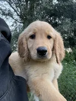 Tilly🤎, a female Golden Retriever for sale in Lakeland, FL – 5 of 6