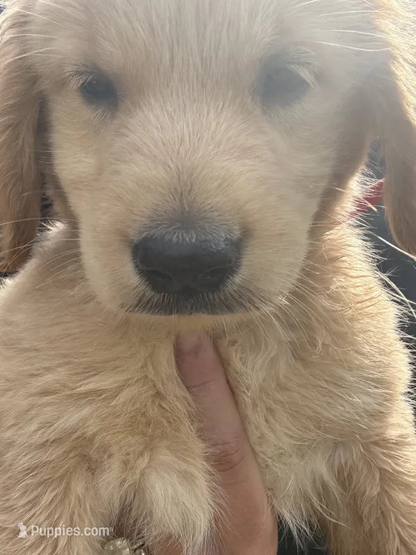 Otis – Golden Retriever puppy for sale in Lakeland, FL