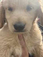 Otis, a male Golden Retriever for sale in Lakeland, FL – 1 of 4