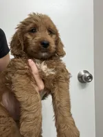 Toffee, a male Goldendoodle for sale in Lakeland, FL – 2 of 3